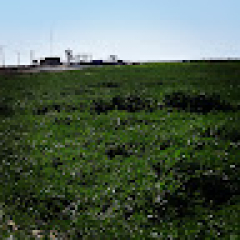 حسین شیری نژاد